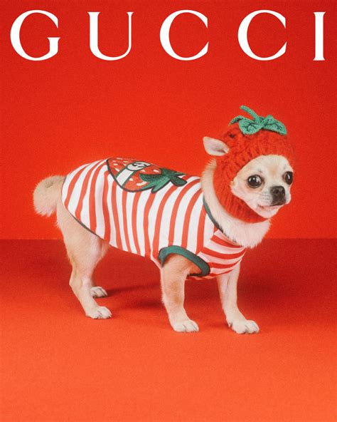 gucci pet accessories